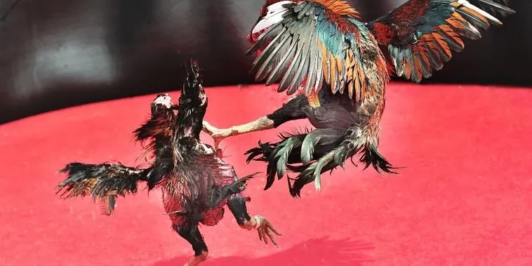 Cách Chơi Đá Gà Sabong TK88 Với Luật Đặt Cược Rõ Ràng Hiệu Quả 1 Cách Chơi Đá Gà Sabong TK88 Với Luật Đặt Cược Rõ Ràng Hiệu Quả