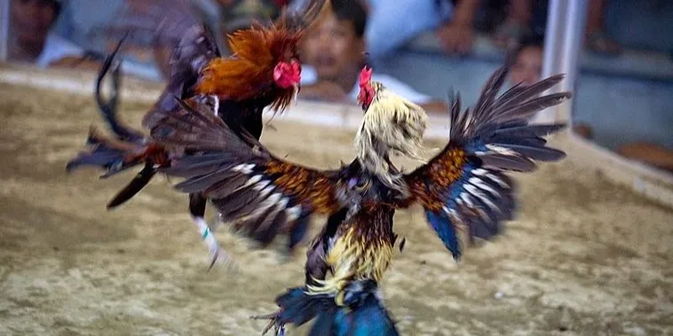 Cách Chơi Đá Gà Sabong TK88 Với Luật Đặt Cược Rõ Ràng Hiệu Quả 2 Cách Chơi Đá Gà Sabong TK88 Với Luật Đặt Cược Rõ Ràng Hiệu Quả